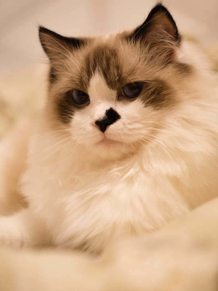 Services-02 Adorable close-up of a fluffy ragdoll cat with soft fur and striking blue eyes.