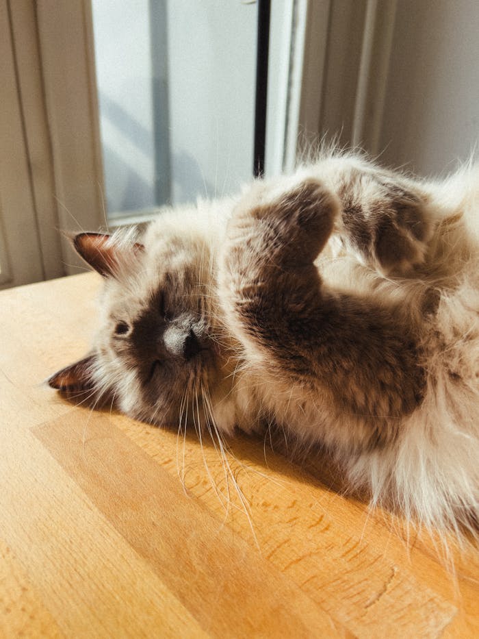 creative Adorable ragdoll cat lounging on a wooden table in warm sunlight.