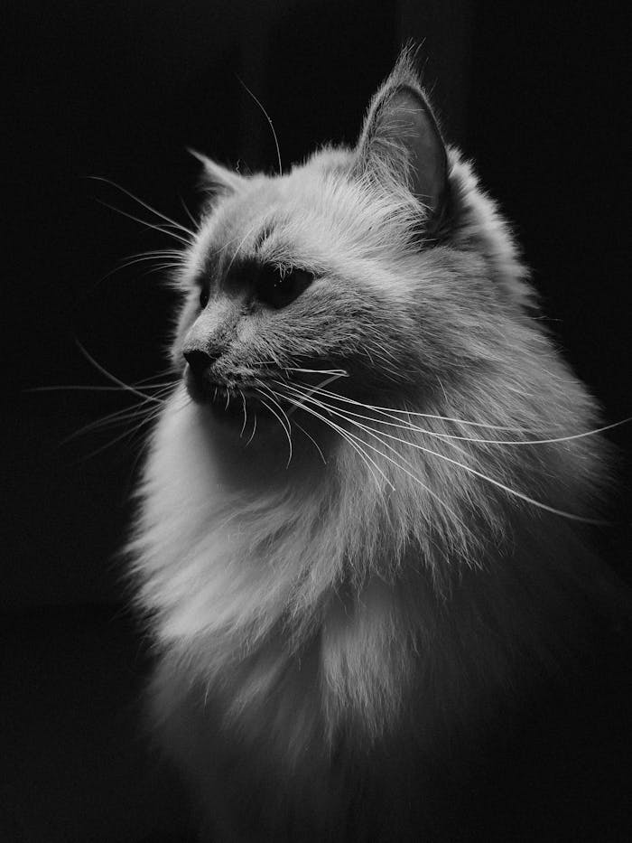 creative-03 Artistic black and white portrait of a fluffy cat with striking whiskers.
