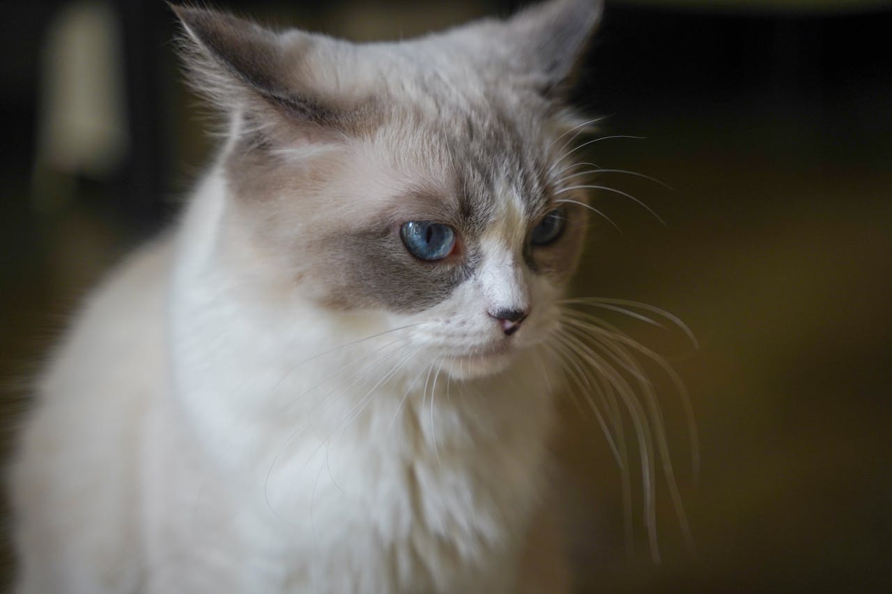 creative-03 A serene Ragdoll cat with blue eyes gazes softly, capturing a quiet moment indoors.