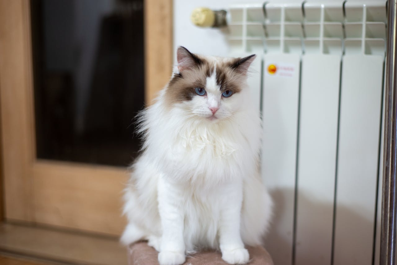 Services-01 Charming Ragdoll cat with blue eyes sits by a radiator indoors, exuding elegance and calm.