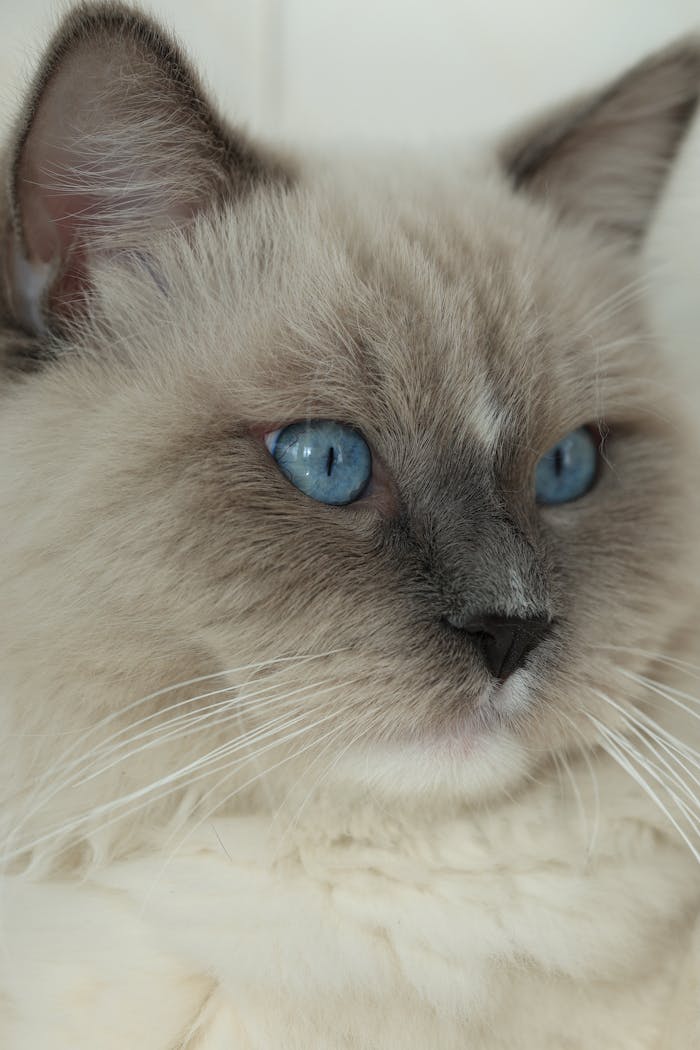 Services-03 A detailed close-up image of a Ragdoll cat showcasing its striking blue eyes and fluffy fur.
