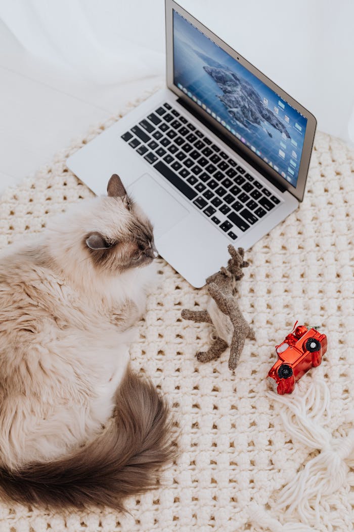 digital A fluffy cat rests on a knitted carpet beside a laptop surrounded by toys.