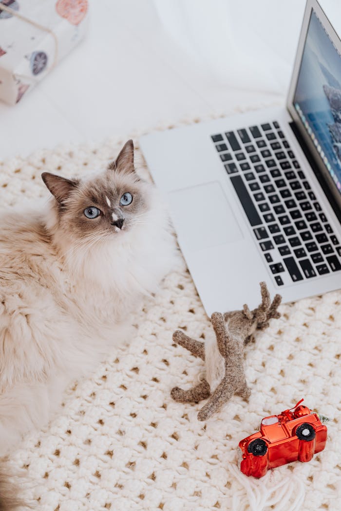 our-story A fluffy Ragdoll cat lies by a laptop with toys on a cozy knit rug, exuding a relaxed and playful atmosphere.