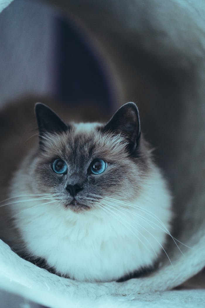 why-choose-us A serene Ragdoll cat with striking blue eyes sits indoors, showcasing its gentle nature.