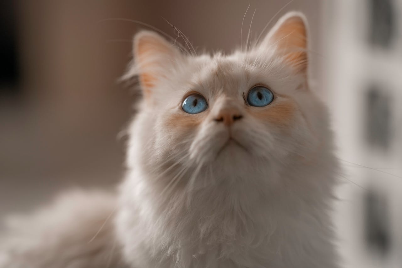brand-03 Adorable Birman cat with striking blue eyes looking upwards in a soft focus indoor setting.
